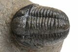 Pustulous Morocops Spinifer Trilobite With Two Gerastos #230505-7